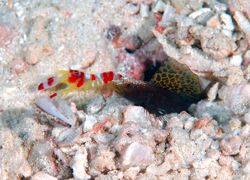Black Sailfin Goby with red and white
blind commensal sh... by Frankie Tsen 